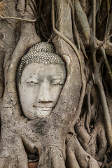 Image showing Buddha head in old tree