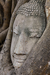 Image showing Buddha head in banyan tree at Ayutthaya