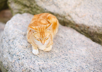 Image showing Sleeping cat on the rock