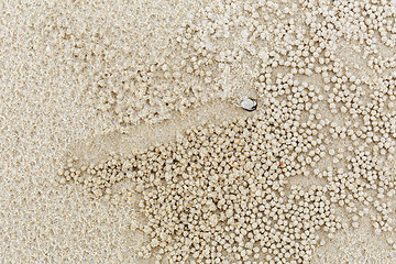 Image showing Small white crab moving sand balls 