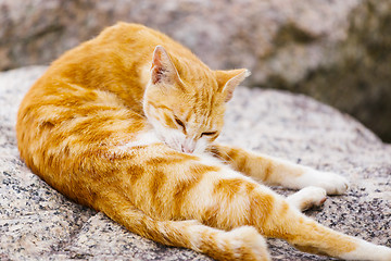 Image showing Street cat lying on the rock