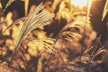 Image showing Wild grass under sunset