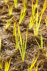 Image showing Green plant in the field