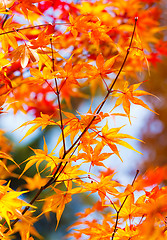 Image showing Color changing maple leave in autumn 