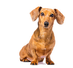 Image showing Dachshund Dog