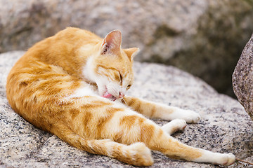 Image showing Street cat laying on the rock