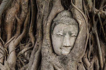 Image showing Buddha head in banyan tree 