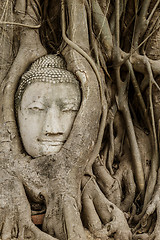 Image showing Buddha head in banyan tree at Ayutthaya