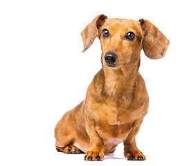 Image showing Dachshund dog