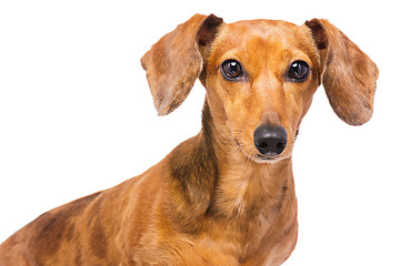 Image showing Dachshund Dog