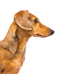 Image showing Domestic Dachshund Dog