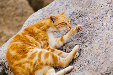 Image showing Street cat