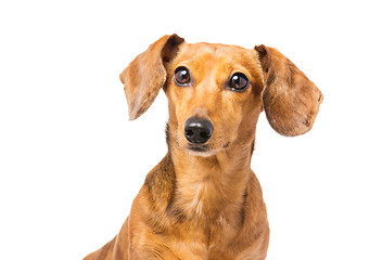 Image showing Dachshund Dog isolated on white