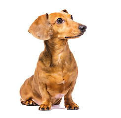 Image showing Dachshund Dog looking left