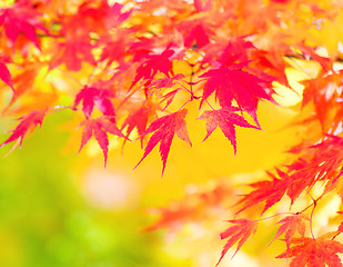 Image showing Yellow and red maple leave in autumn