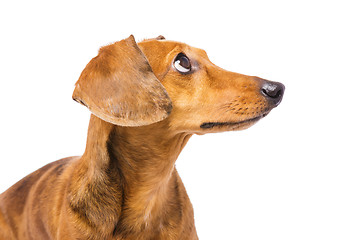Image showing Dachshund Dog looking up