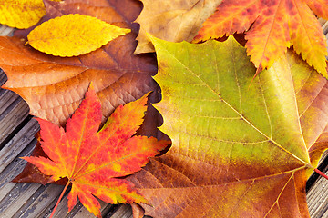 Image showing Autumn maple leave with wooden background