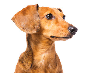 Image showing Dachshund dog