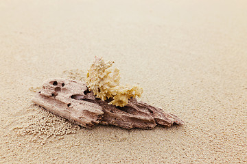 Image showing Driftwood and coral on beach