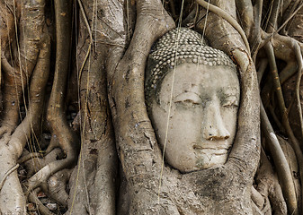 Image showing Buddha head in banyan tree