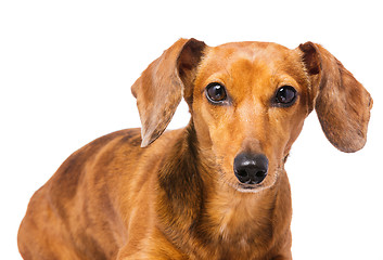 Image showing Dachshund dog