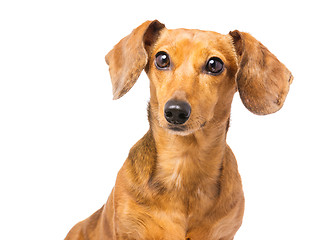 Image showing Dachshund Dog