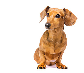 Image showing Dachshund Dog