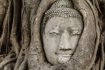 Image showing Buddha head statue in old tree