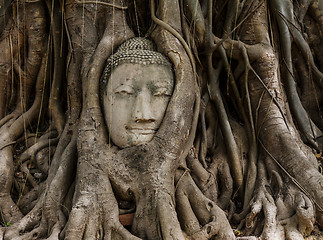 Image showing Buddha head in old tree