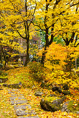 Image showing Forest in autumn