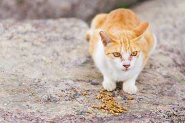 Image showing Street cat eating food