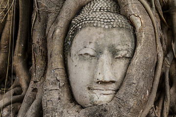 Image showing Buddha head in banyan tree