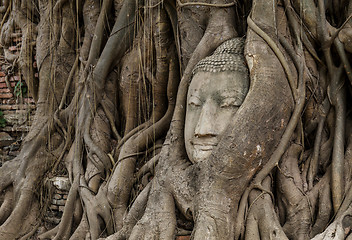 Image showing Buddha head in banyan tree 