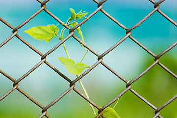 Image showing Chain link fence with fresh plant