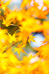 Image showing Yellow maple in autumn 
