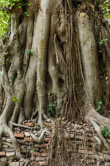 Image showing Root of tree covered old wall
