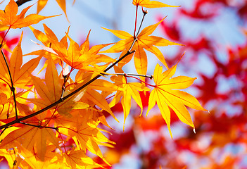 Image showing Color changing maple leave in autumn