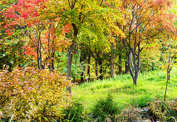 Image showing Colourful forest in Autumn