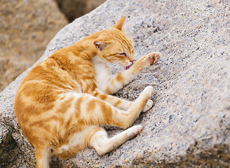 Image showing Street cat lying on the rock