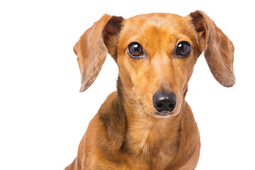 Image showing Dachshund Dog