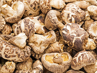 Image showing Dried shiitake