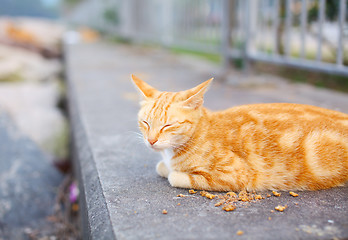 Image showing Street cat eating food