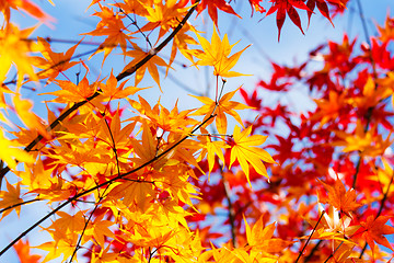 Image showing Maple leave in autumn 