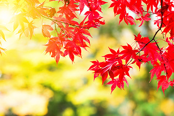Image showing Maple leave in autumn