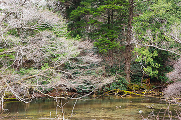 Image showing Lake in forest