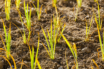 Image showing Young green plant in the field