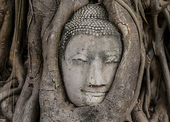 Image showing Buddha head in banyan tree