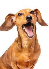 Image showing Dachshund dog yelling