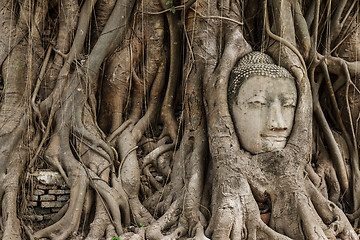 Image showing Buddha head in banyan tree at Ayutthaya