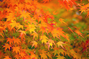 Image showing Yellow and red maple leave in autumn 
